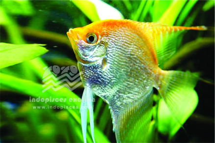 Pterophyllum Scalare